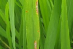 Bệnh đao ôn lá do nấm Pyricularia Oryzae gây ra có ảnh hưởng như thế nào đến cây lúa?
