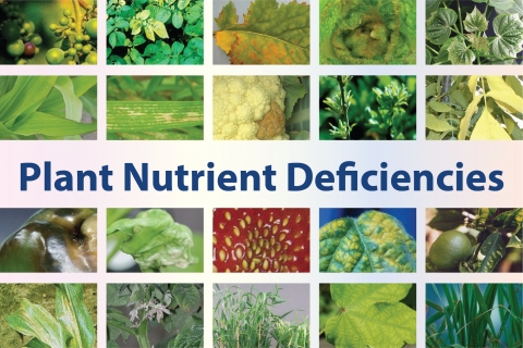 Yaravita® - Plant Nutrient Deficiencies